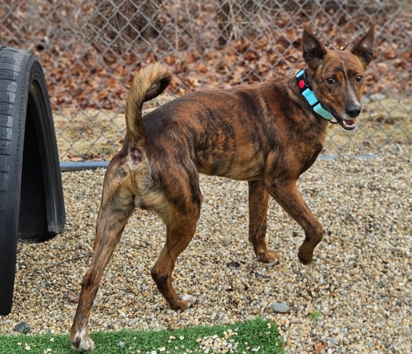 Fallon, ADOPTABLE, Adult Male Portuguese Podengo.