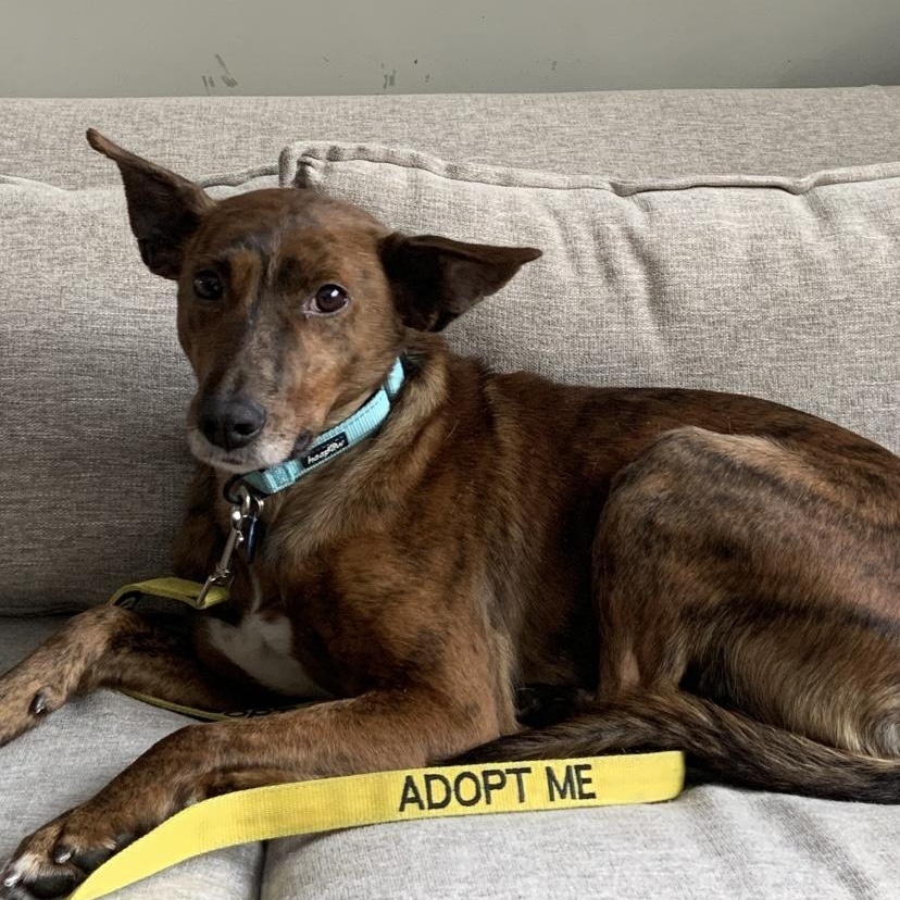 Enlarge Fallon, a ADOPTABLE Portuguese Podengo in Medfield, MA image 3/6