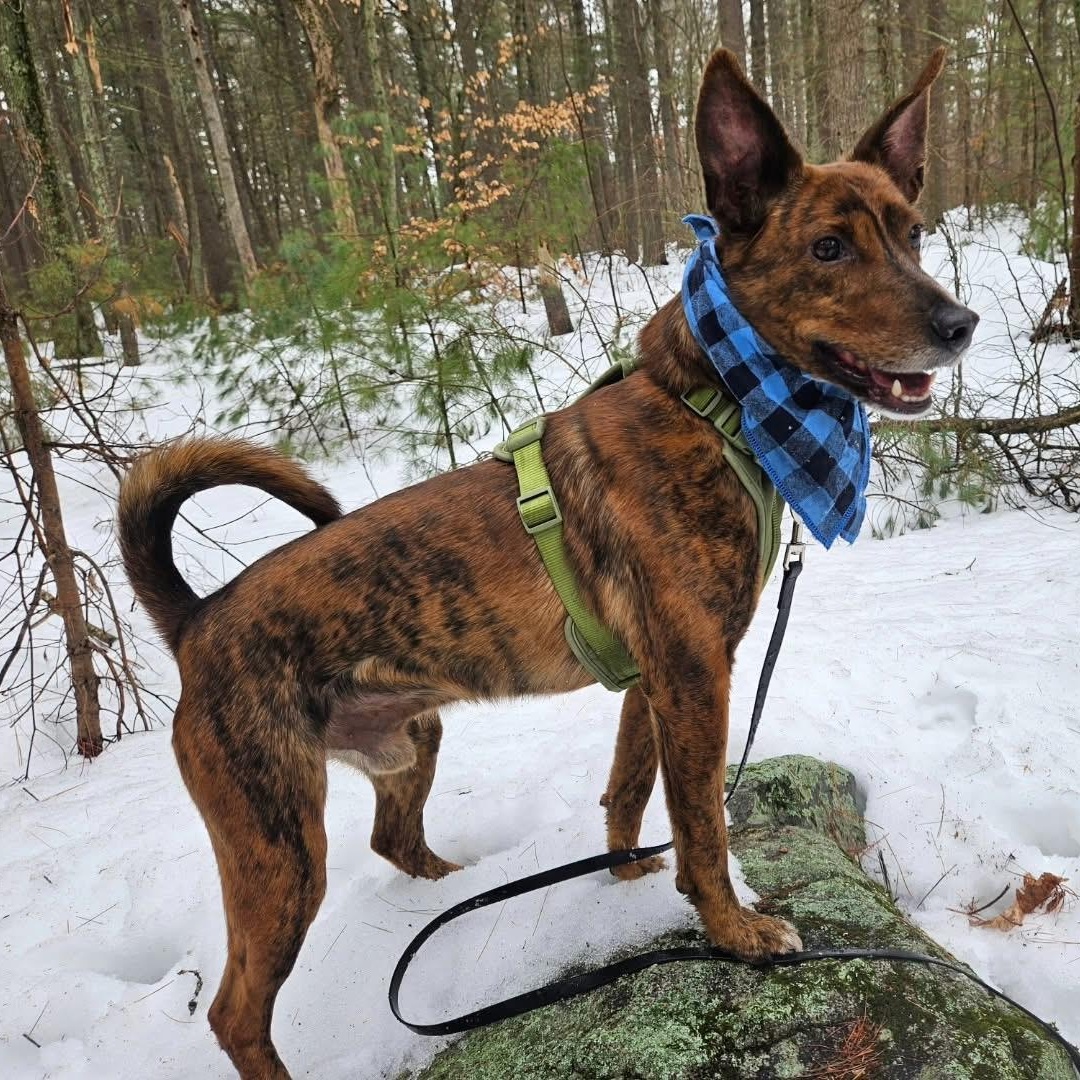 Enlarge Fallon, a ADOPTABLE mixed breed in Medfield, MA image 1/6