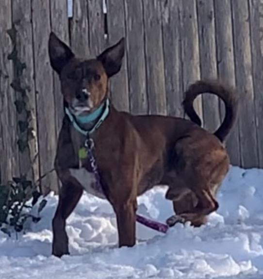 Enlarge Fallon, a ADOPTABLE mixed breed in Medfield, MA image 2/6