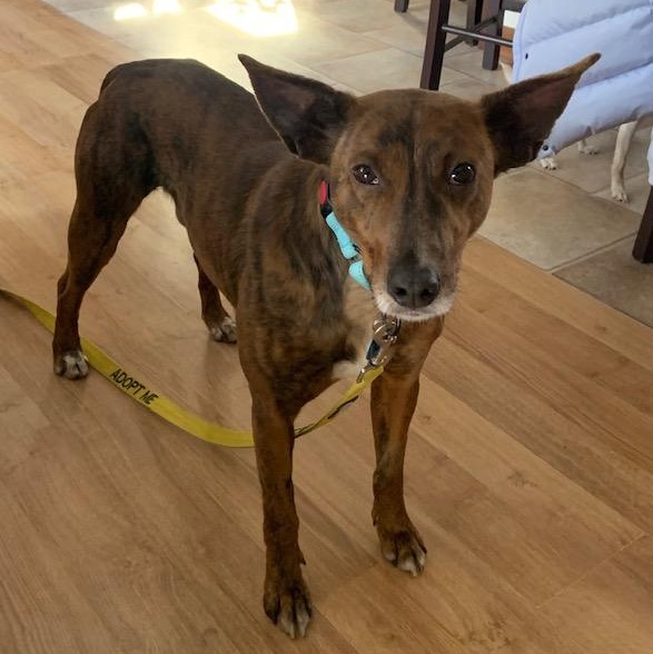 Enlarge Fallon, a ADOPTABLE Portuguese Podengo in Medfield, MA image 5/6