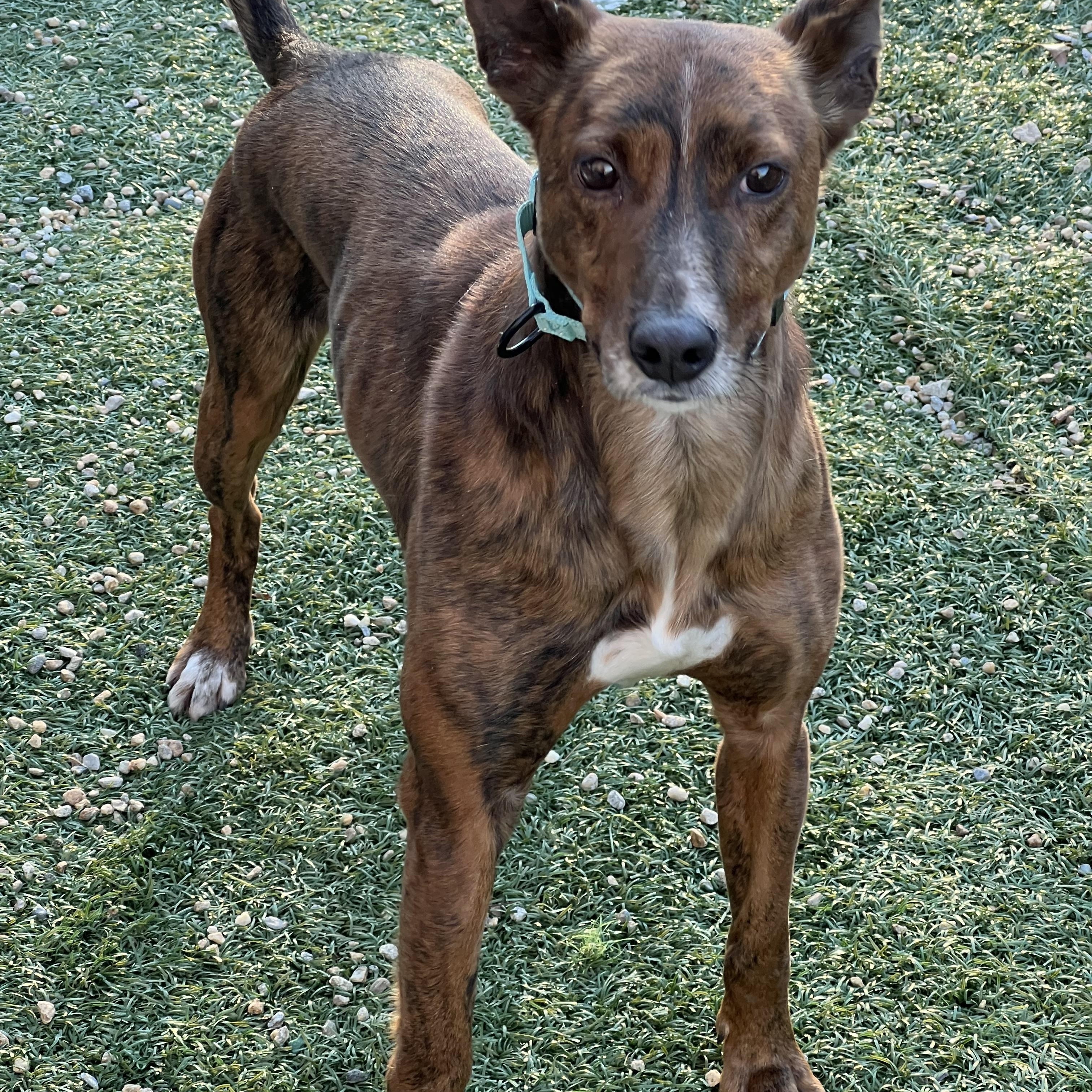 Enlarge Fallon, a ADOPTABLE Portuguese Podengo in Medfield, MA image 4/4