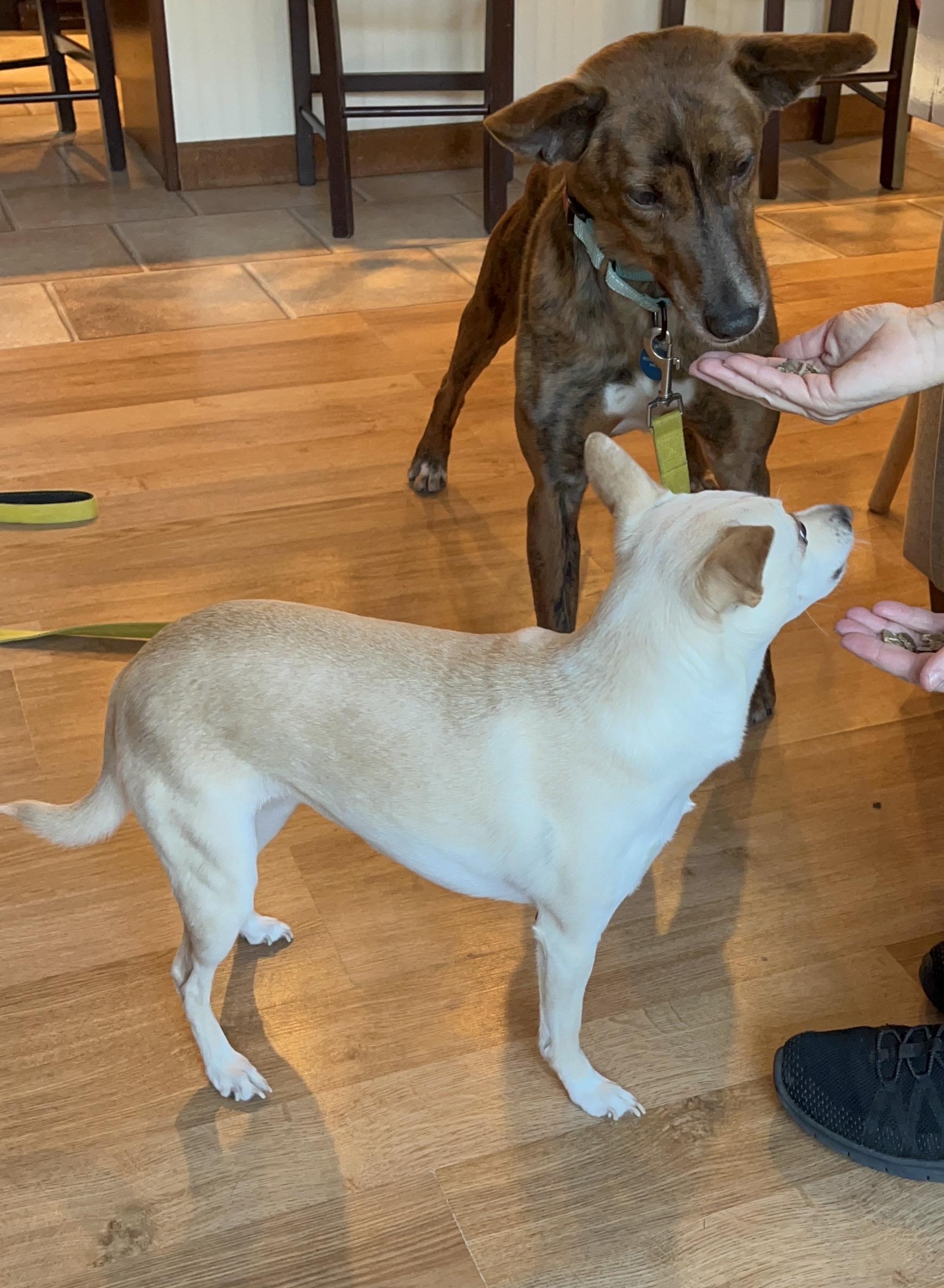 Enlarge Fallon, a ADOPTABLE Portuguese Podengo in Medfield, MA image 6/6