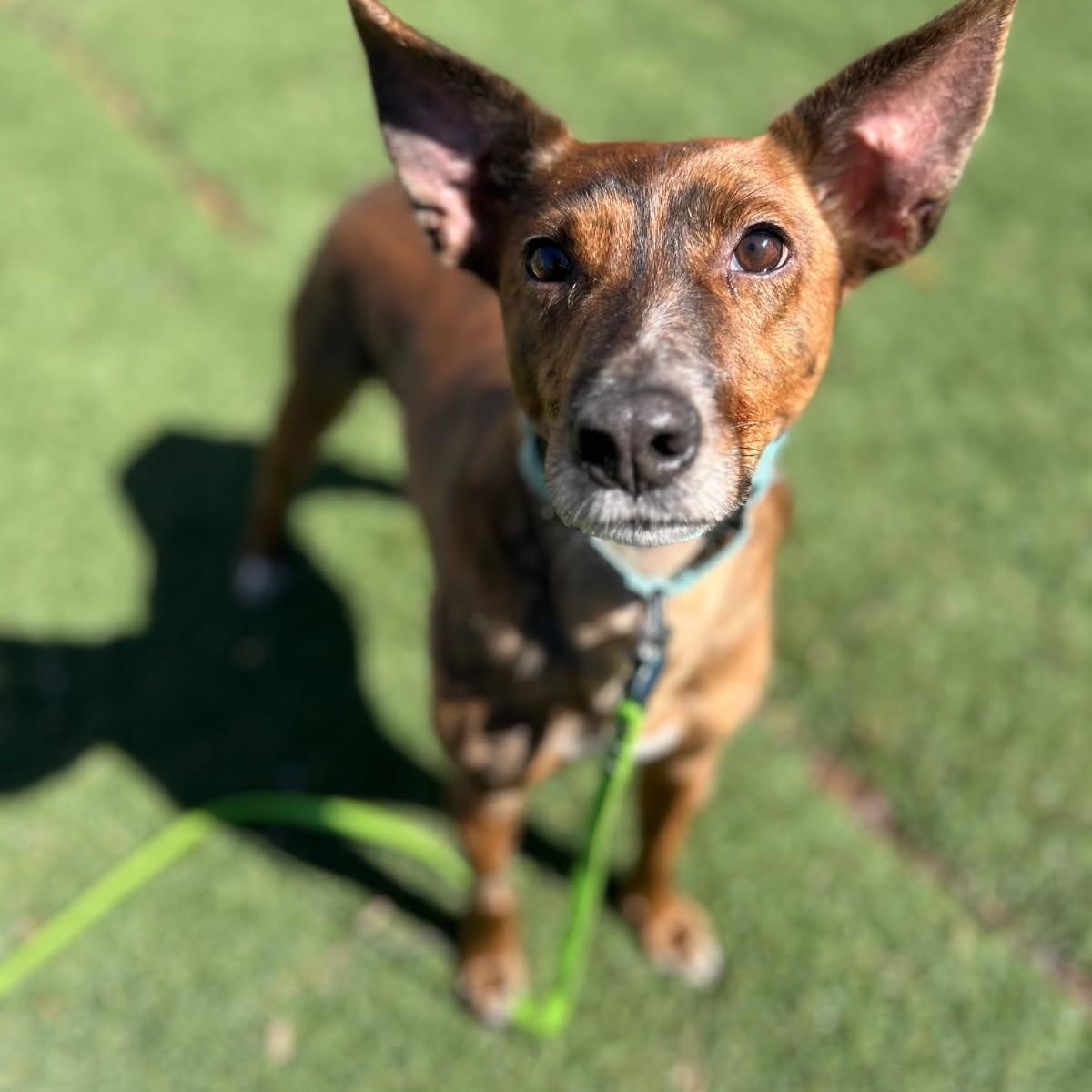 Fallon, a ADOPTABLE mixed breed in Medfield, MA image 1/6