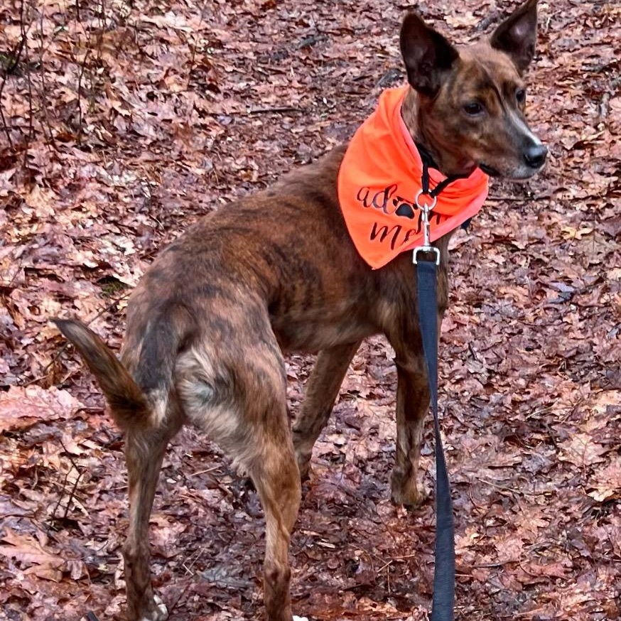 Fallon, an adopted mixed breed in Medfield, MA image 6/6