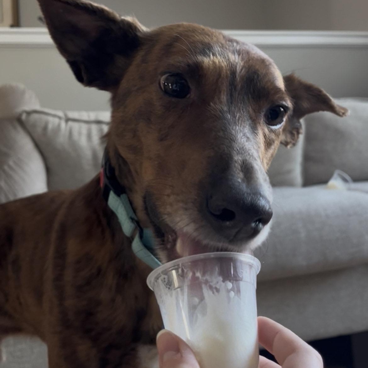 Enlarge Fallon, a ADOPTABLE Portuguese Podengo in Medfield, MA image 1/6