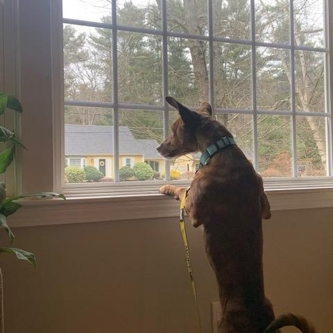 Enlarge Fallon, a ADOPTABLE Portuguese Podengo in Medfield, MA image 4/6