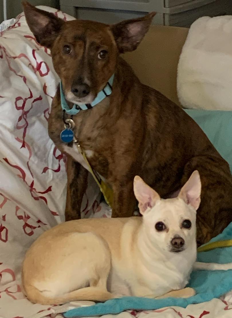 Enlarge Fallon, a ADOPTABLE mixed breed in Medfield, MA image 5/6