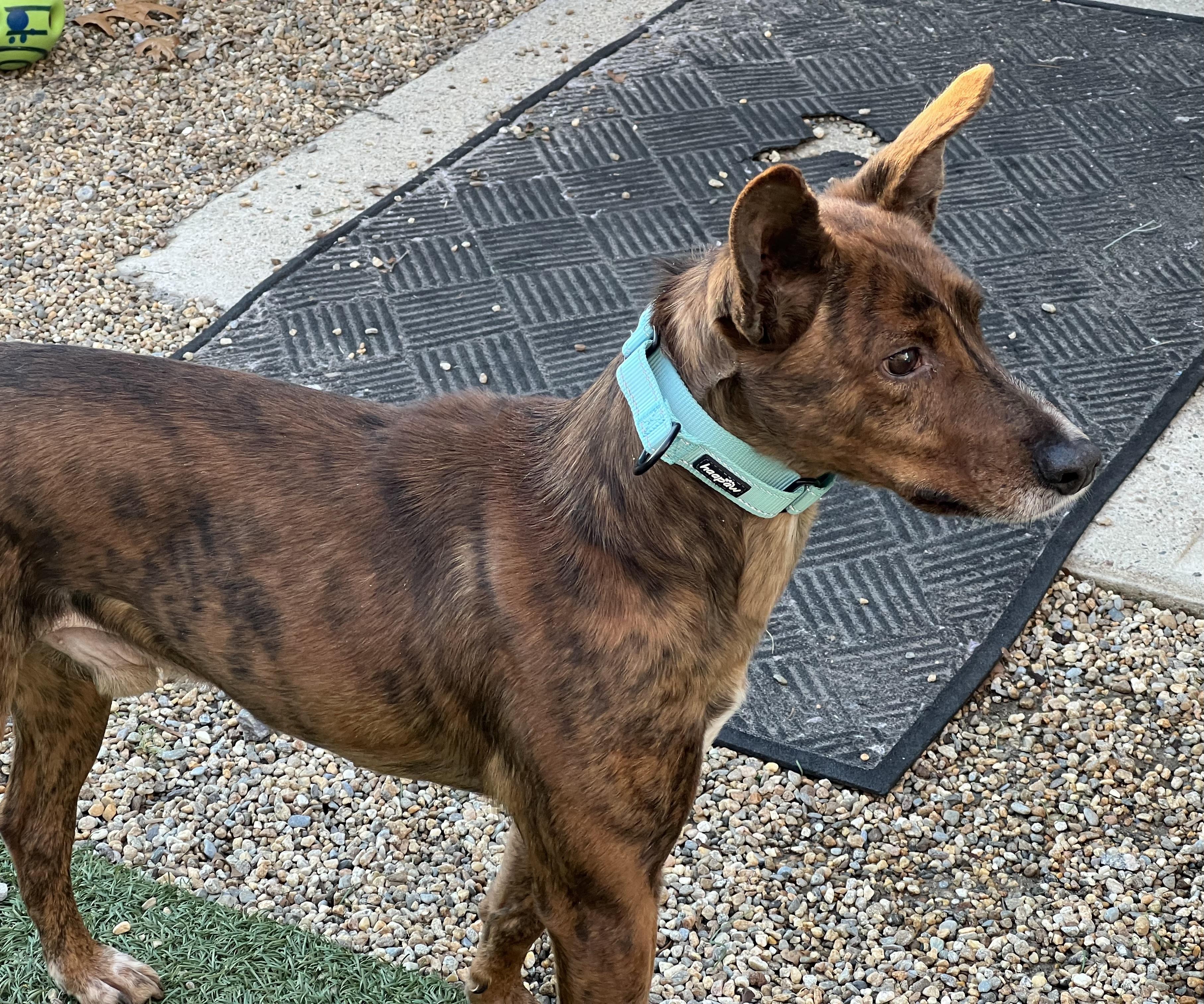 Enlarge Fallon, a ADOPTABLE Portuguese Podengo in Medfield, MA image 2/4