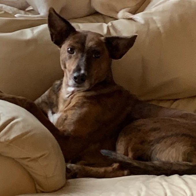 Fallon, a ADOPTABLE mixed breed in Medfield, MA image 2/6