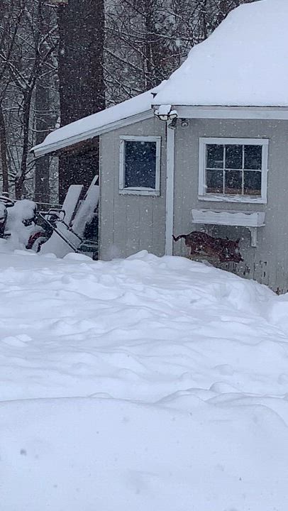 Enlarge Fallon, a ADOPTABLE mixed breed in Medfield, MA video 6/6