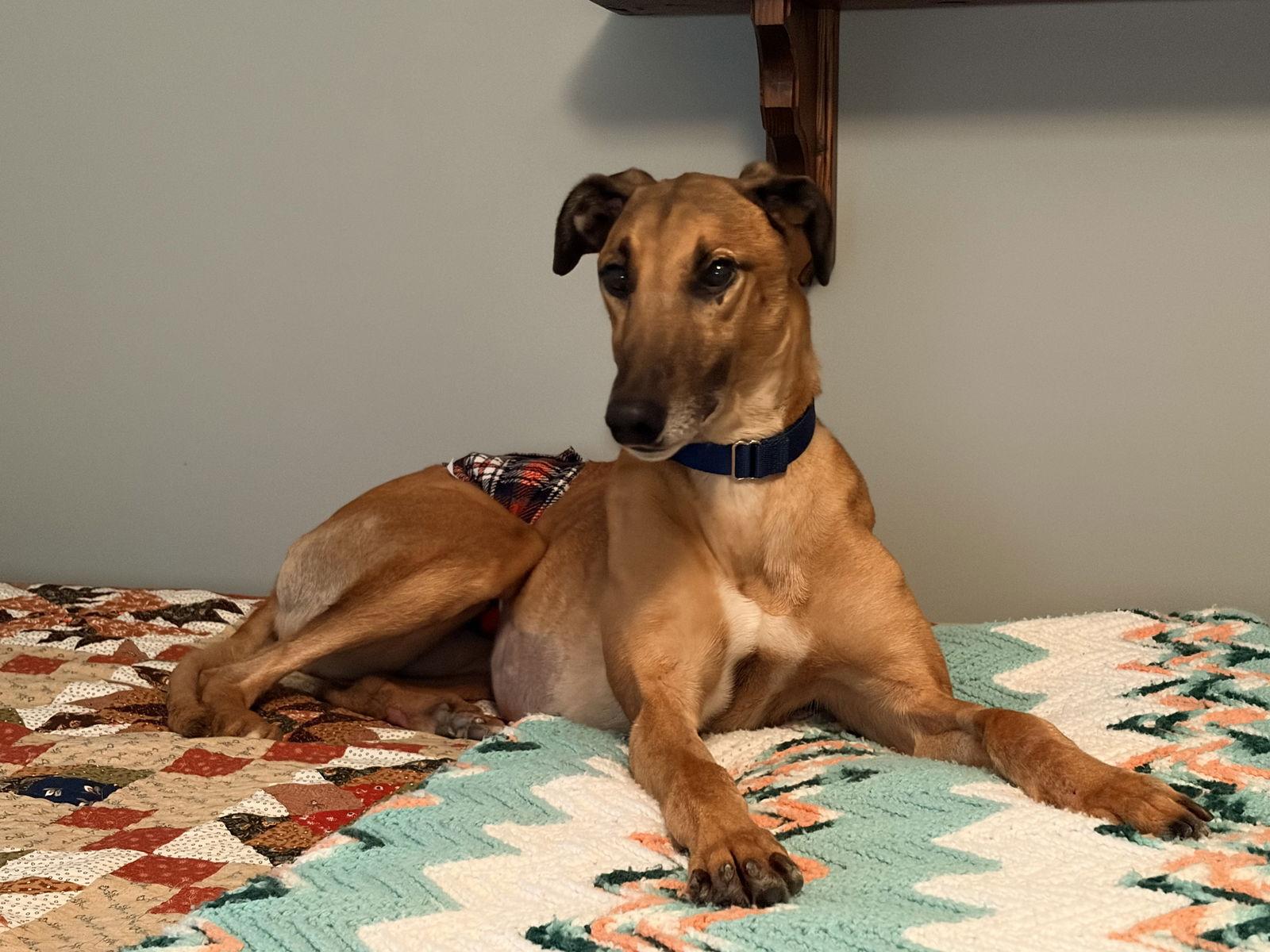 Rhett, a Adoptable Greyhound in Kansas City, MO image 1/2