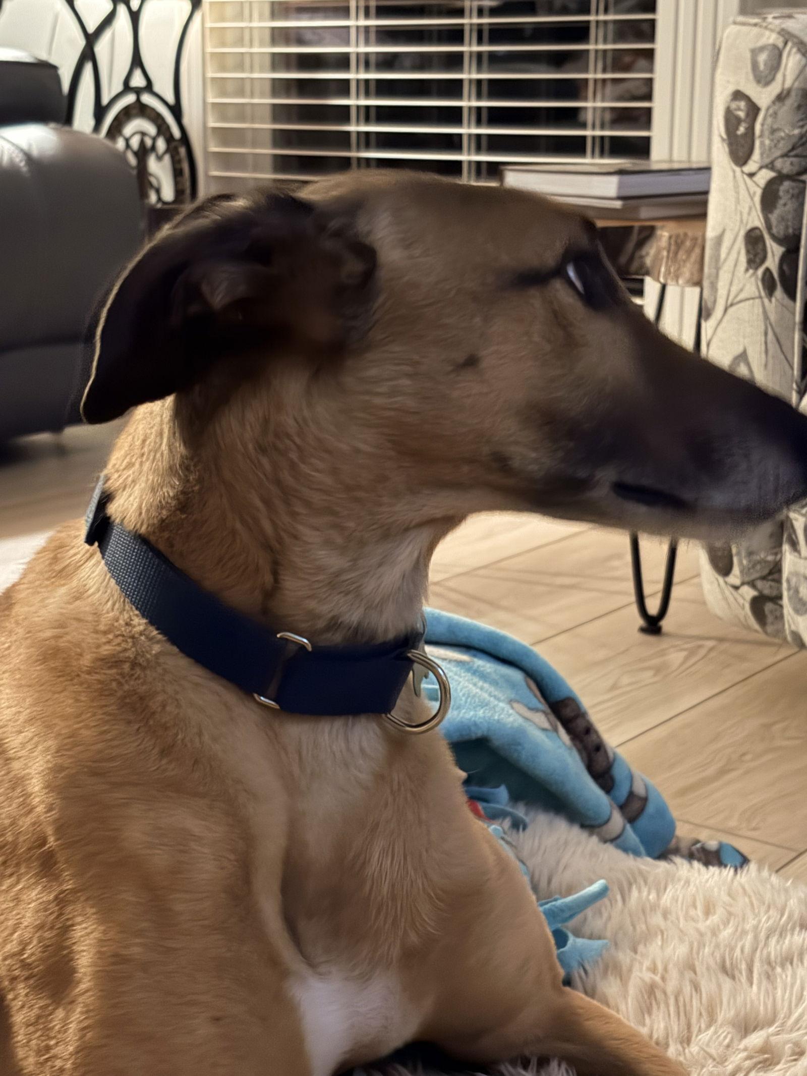 Enlarge Rhett, a Adoptable Greyhound in Kansas City, MO image 2/3