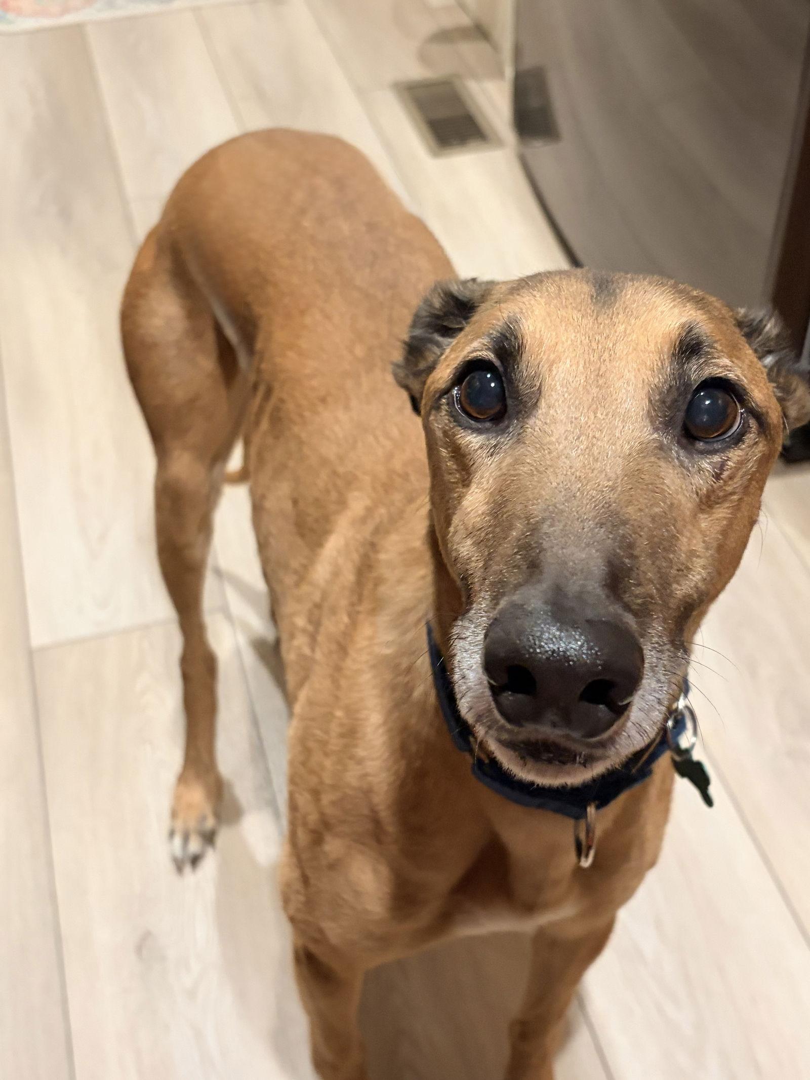 Enlarge Rhett, a Adoptable Greyhound in Kansas City, MO image 3/3