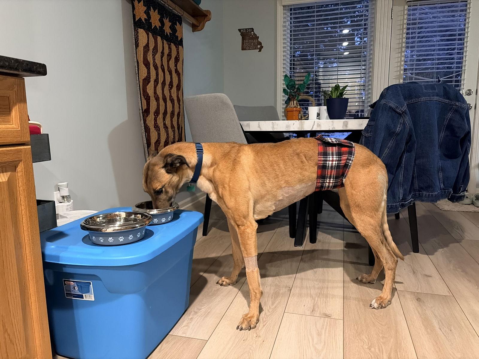 Rhett, a Adoptable Greyhound in Kansas City, MO image 2/2