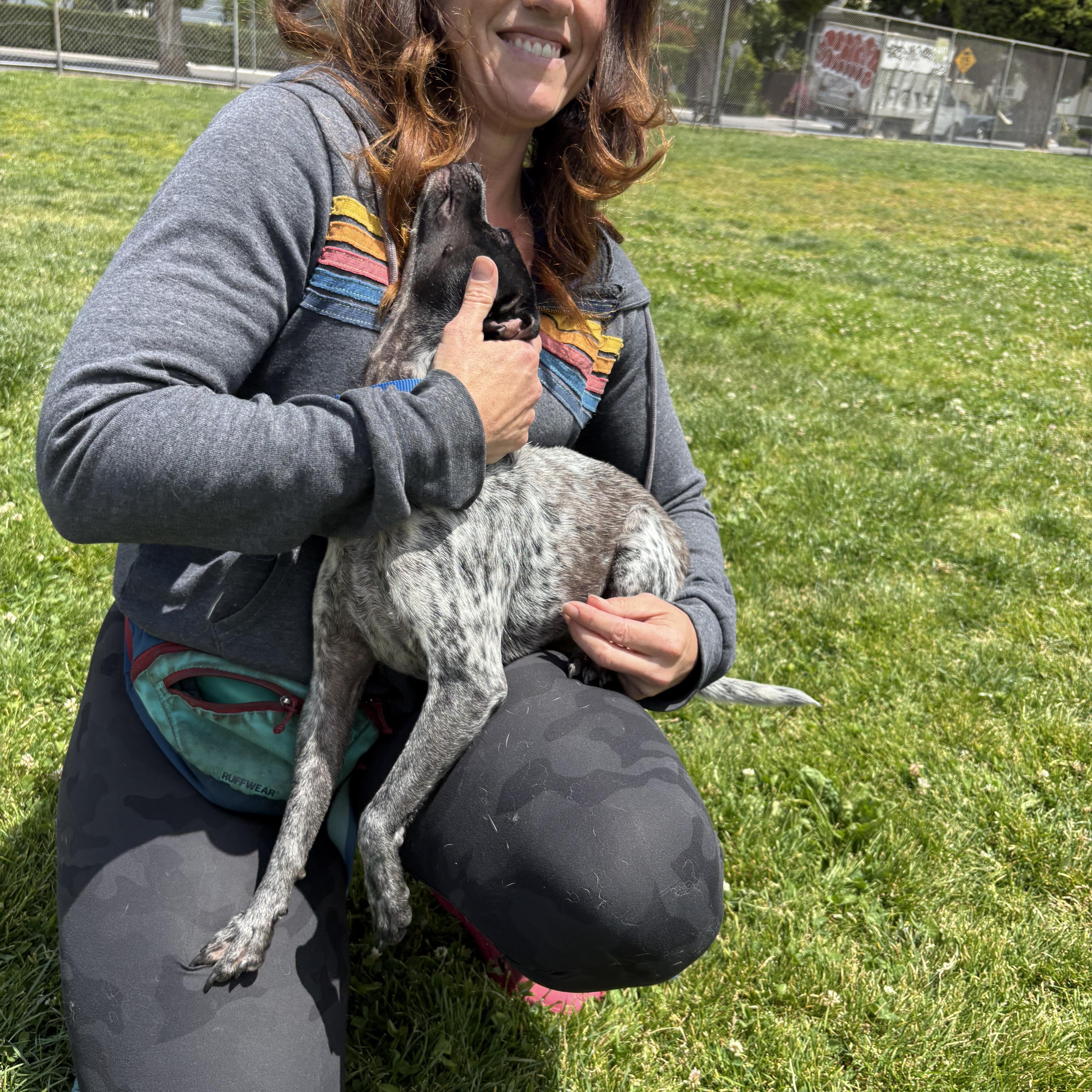 Morty, a Adoptable mixed breed in Walnut Creek, CA image 3/4
