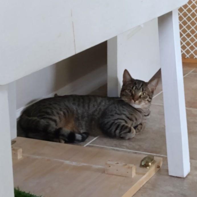 Berlioz, Adoptable, Young Male Tabby & Domestic Short Hair.