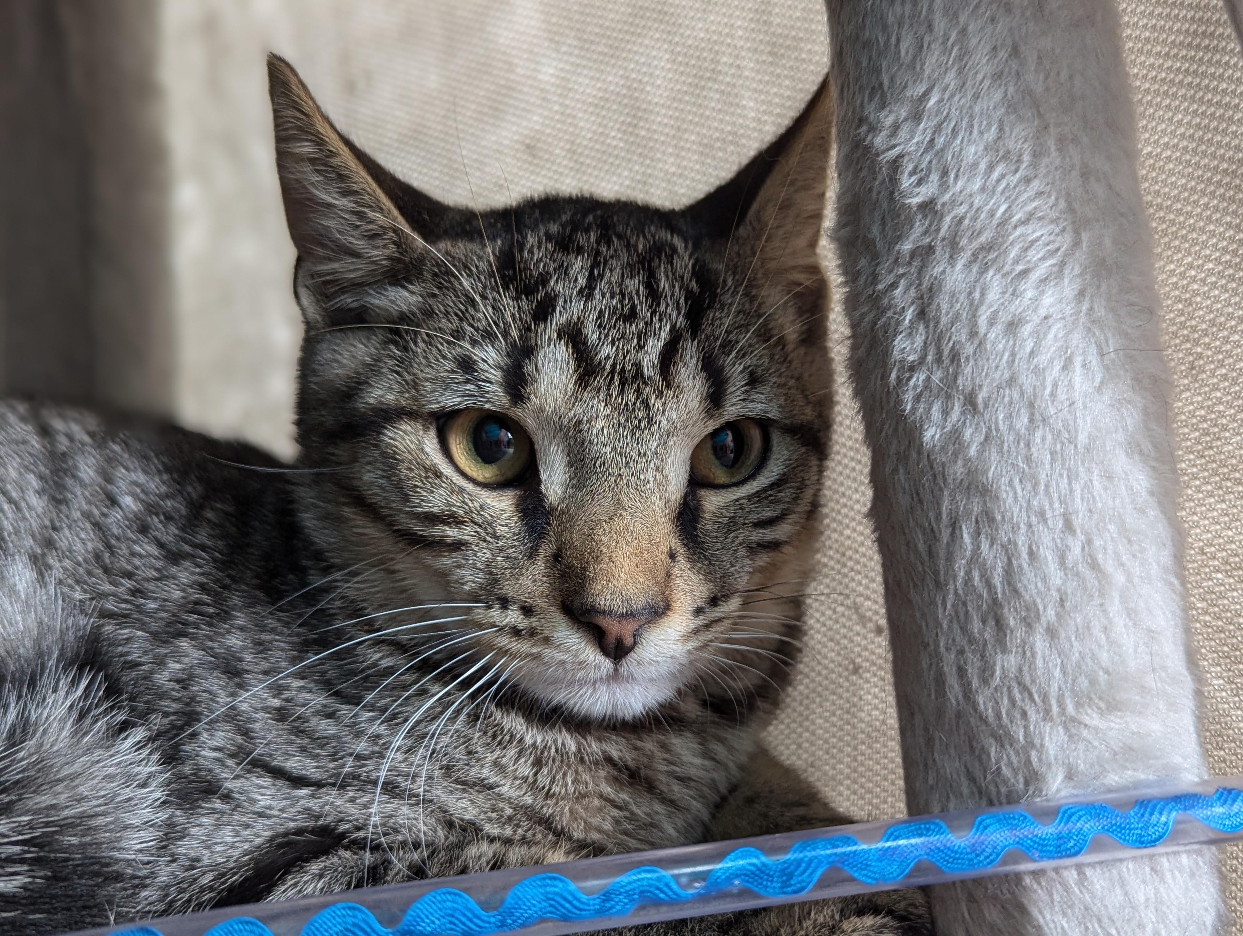 Berlioz, a Adoptable mixed breed in Ocala, FL image 2/4