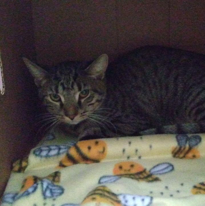 Berlioz, a Adoptable mixed breed in Ocala, FL image 3/4