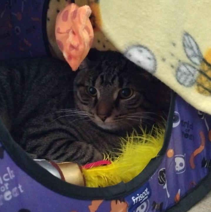 Berlioz, a Adoptable mixed breed in Ocala, FL image 4/4