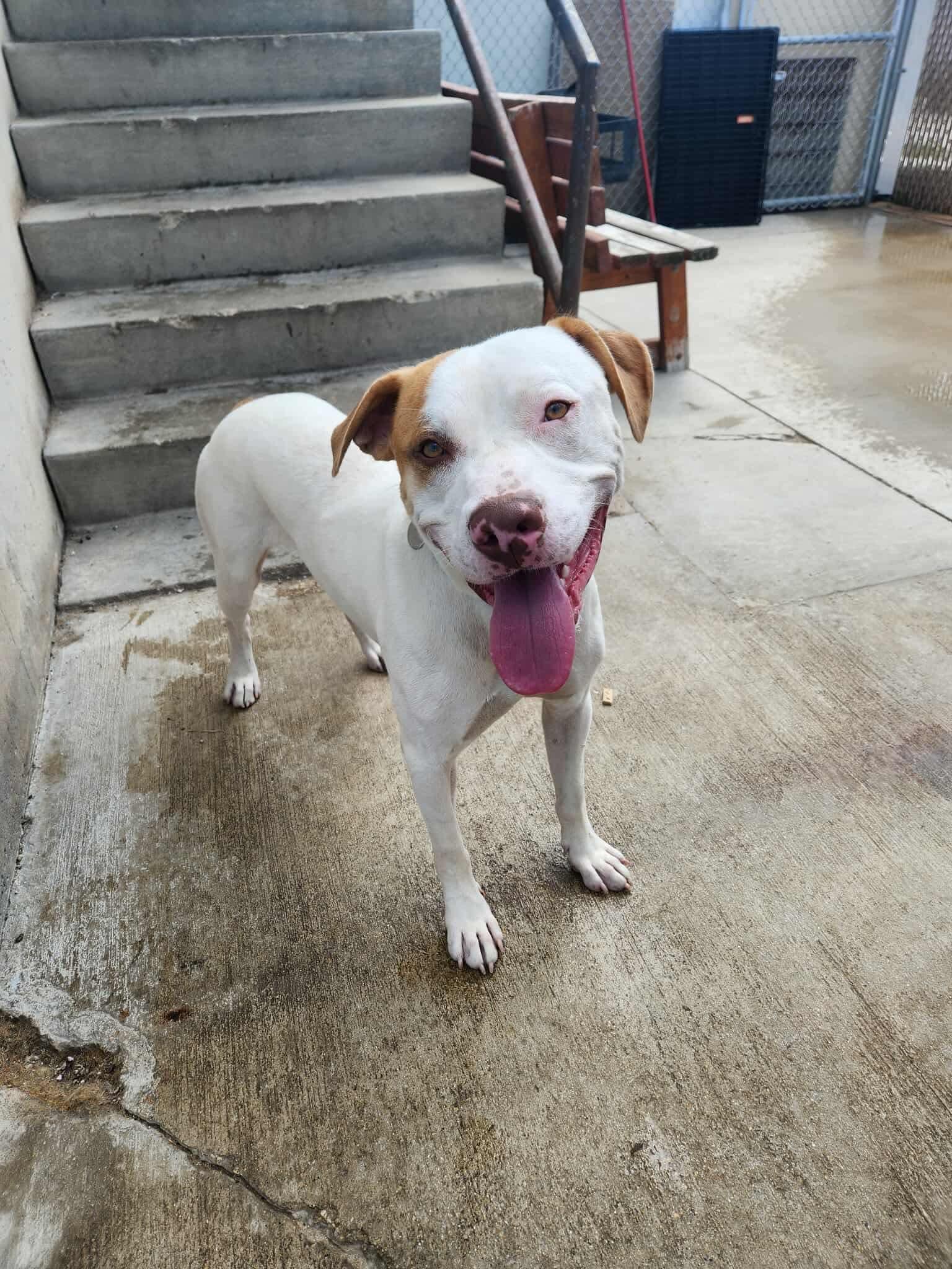Enlarge Bruno, a Adoptable Pit Bull Terrier in La Salle, IL image 1/1