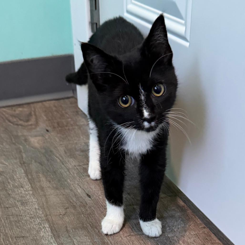 Frappe, a Adoptable Domestic Short Hair in Marion, VA image 1/2