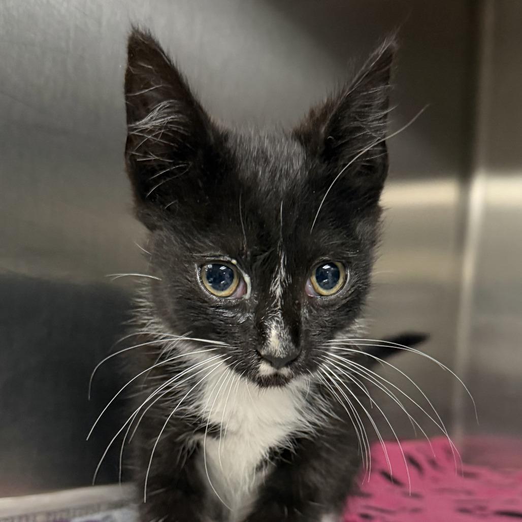 Frappe, a Adoptable Domestic Short Hair in Marion, VA image 2/2