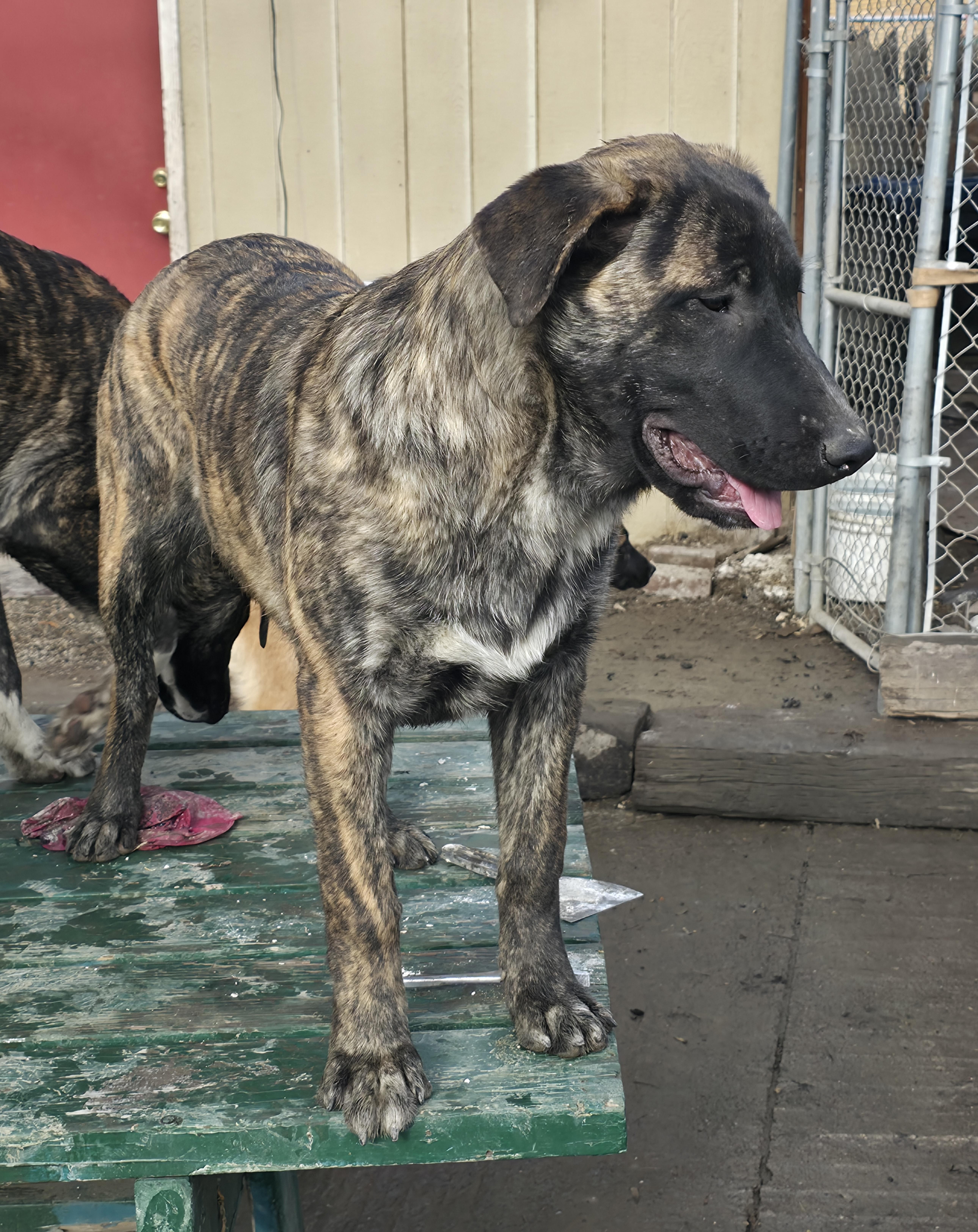 Enlarge Tig, a Adoptable mixed breed in Port Angeles, WA image 2/4