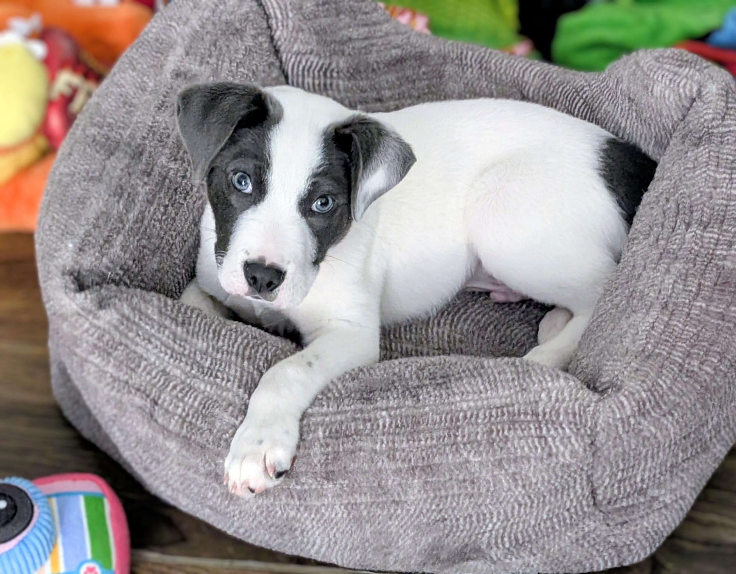 OREO CHEESECAKE, a Adoptable Mixed Breed in Manchester, NH image 1/6