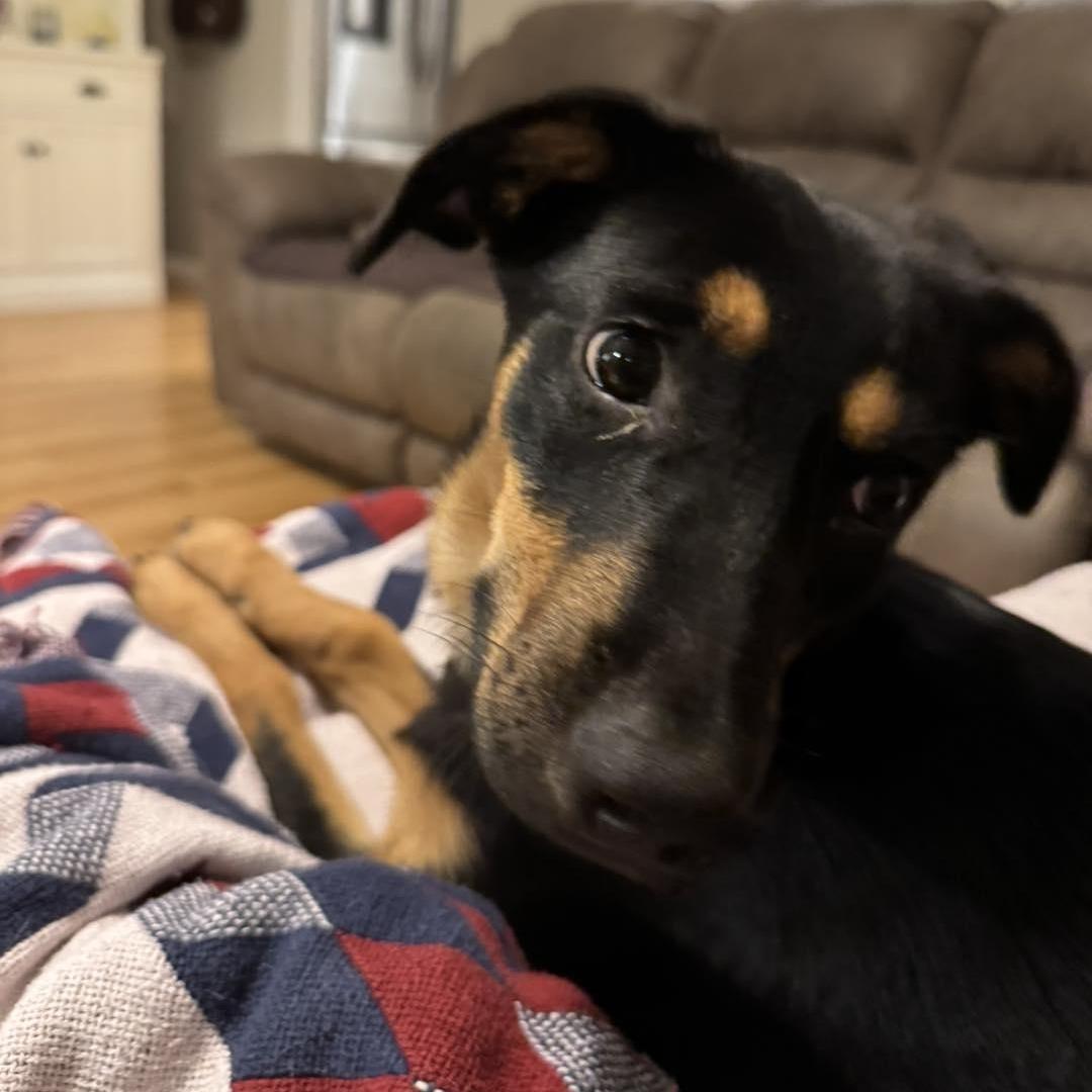 Dolly, a Adopted mixed breed in Mount Pleasant, SC image 4/6