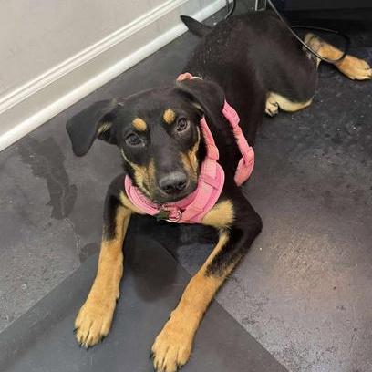 Dolly, a Adopted mixed breed in Mount Pleasant, SC image 5/6