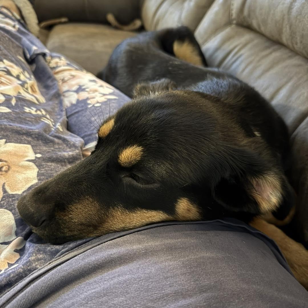 Dolly, a Adopted mixed breed in Mount Pleasant, SC image 3/6