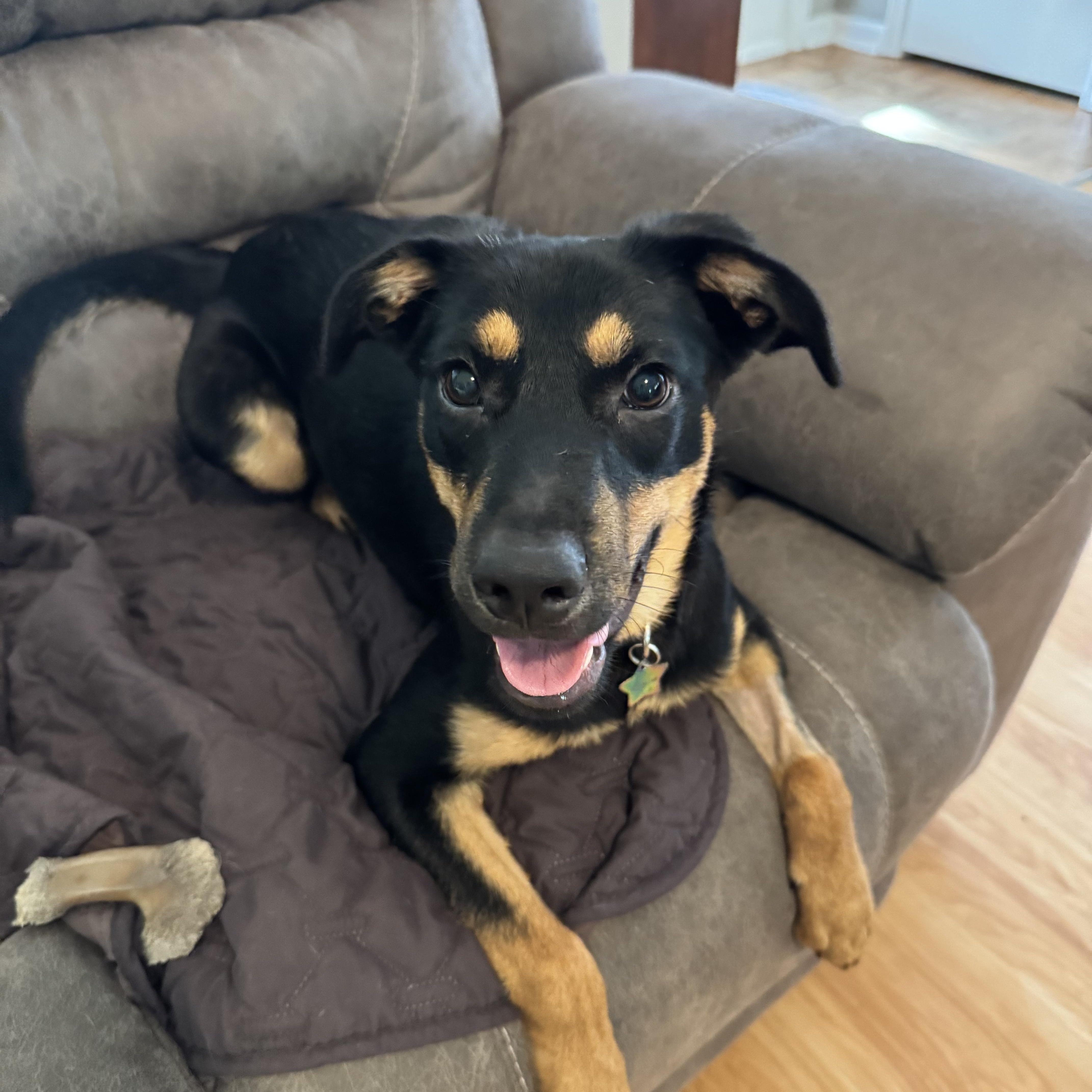 Dolly, Adopted, Young Female Shepherd.