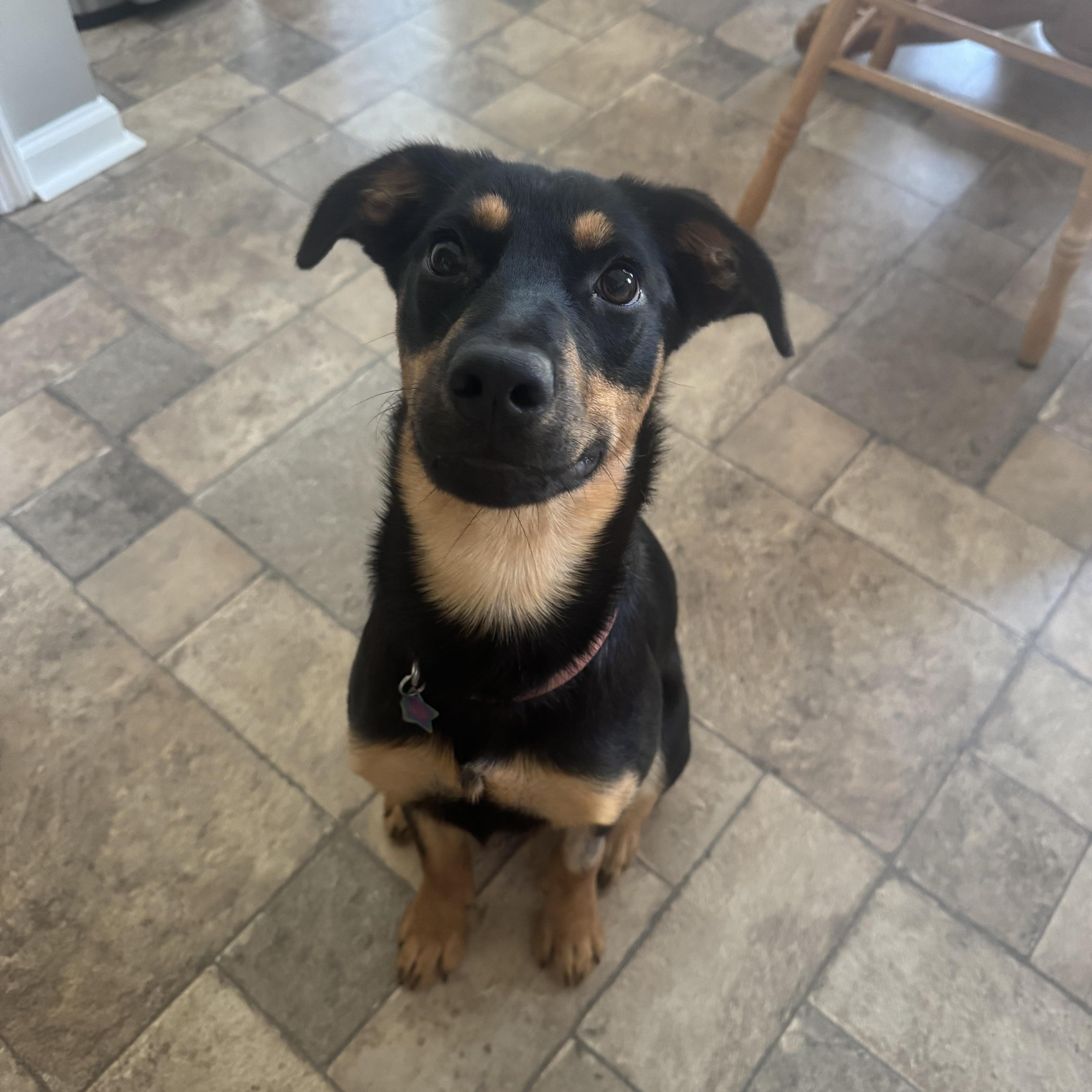 Dolly, a Adopted mixed breed in Mount Pleasant, SC image 6/6