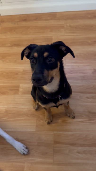 Enlarge Dolly, a Adopted mixed breed in Mount Pleasant, SC video 1/6