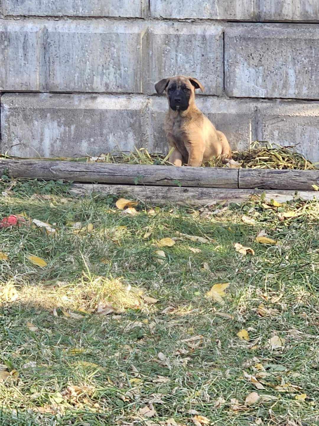 Merlot, Adopted, Puppy Female Cane Corso & Shepherd.