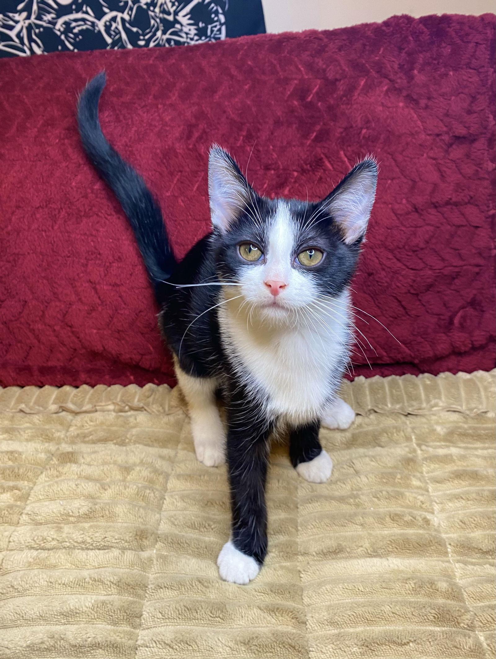 Enlarge Mochi, a Adoptable Tuxedo in Cuyahoga Falls, OH image 1/3