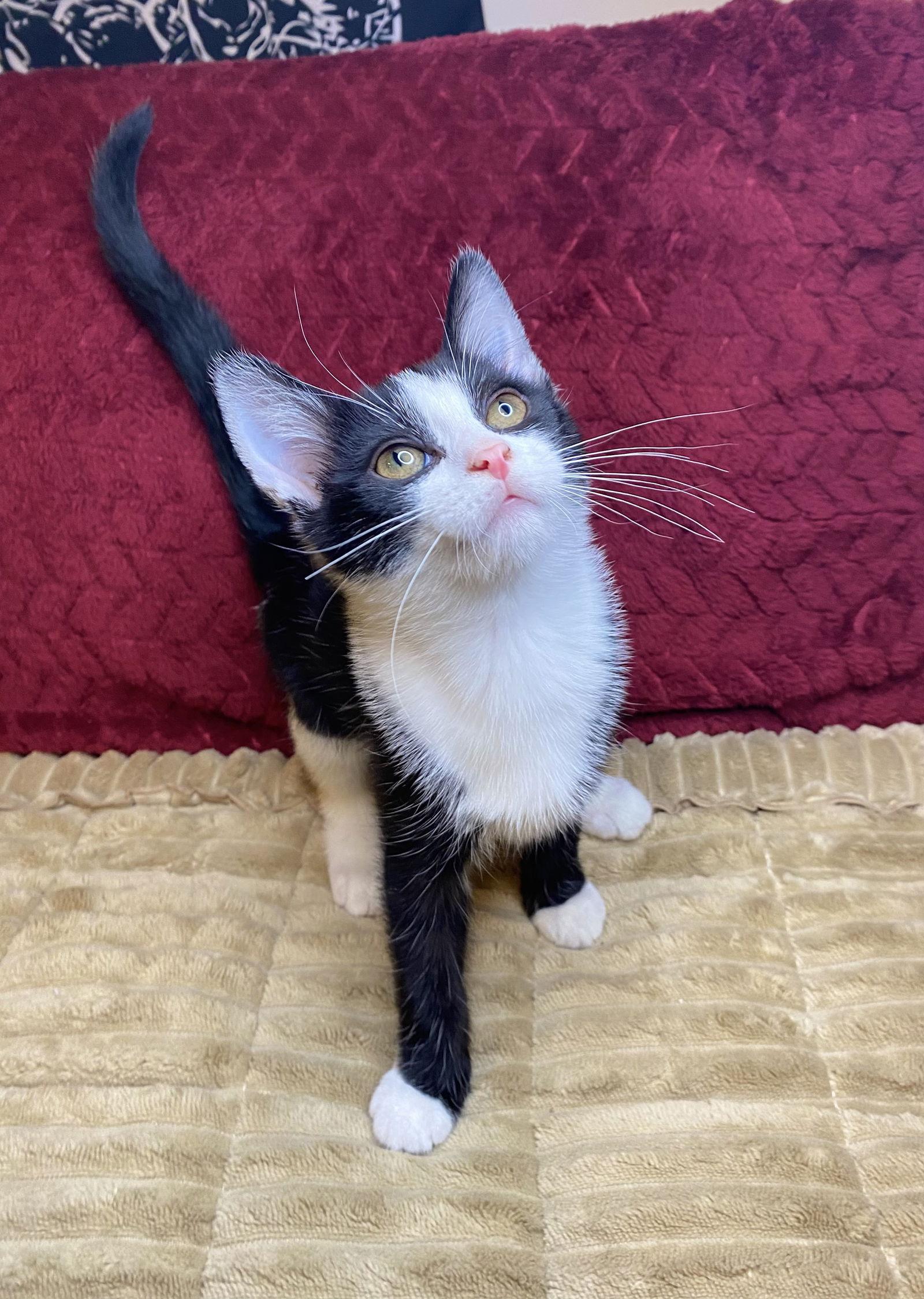 Enlarge Mochi, a Adoptable Tuxedo in Cuyahoga Falls, OH image 2/3