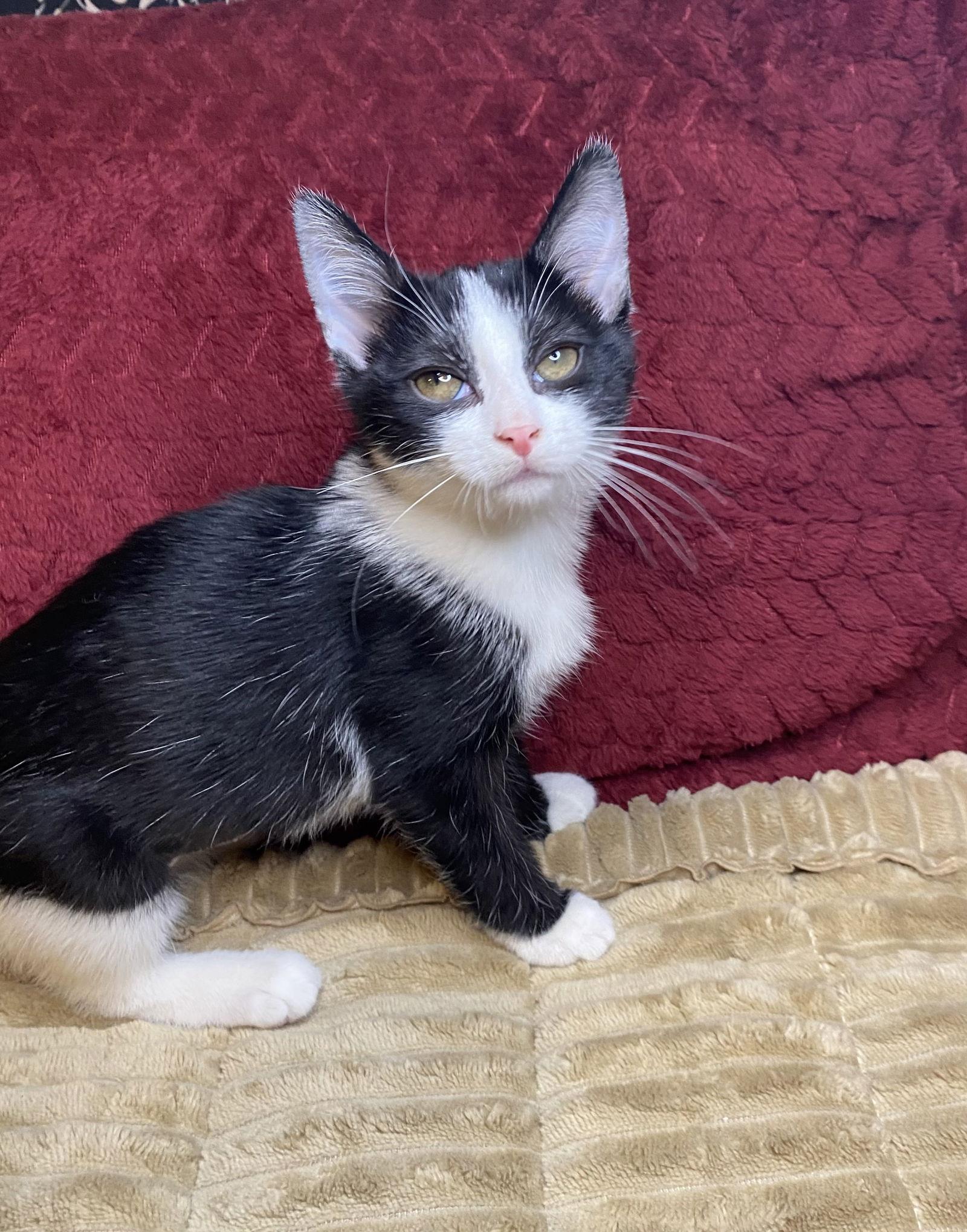 Enlarge Mochi, a Adoptable Tuxedo in Cuyahoga Falls, OH image 3/3