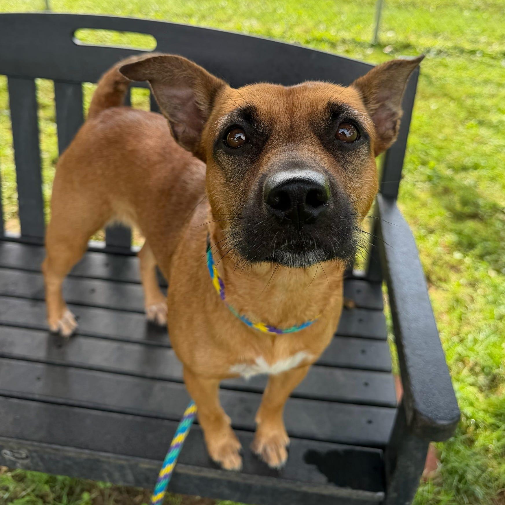 Enlarge Lucy, an adopted Mixed Breed in Danville, PA image 3/3