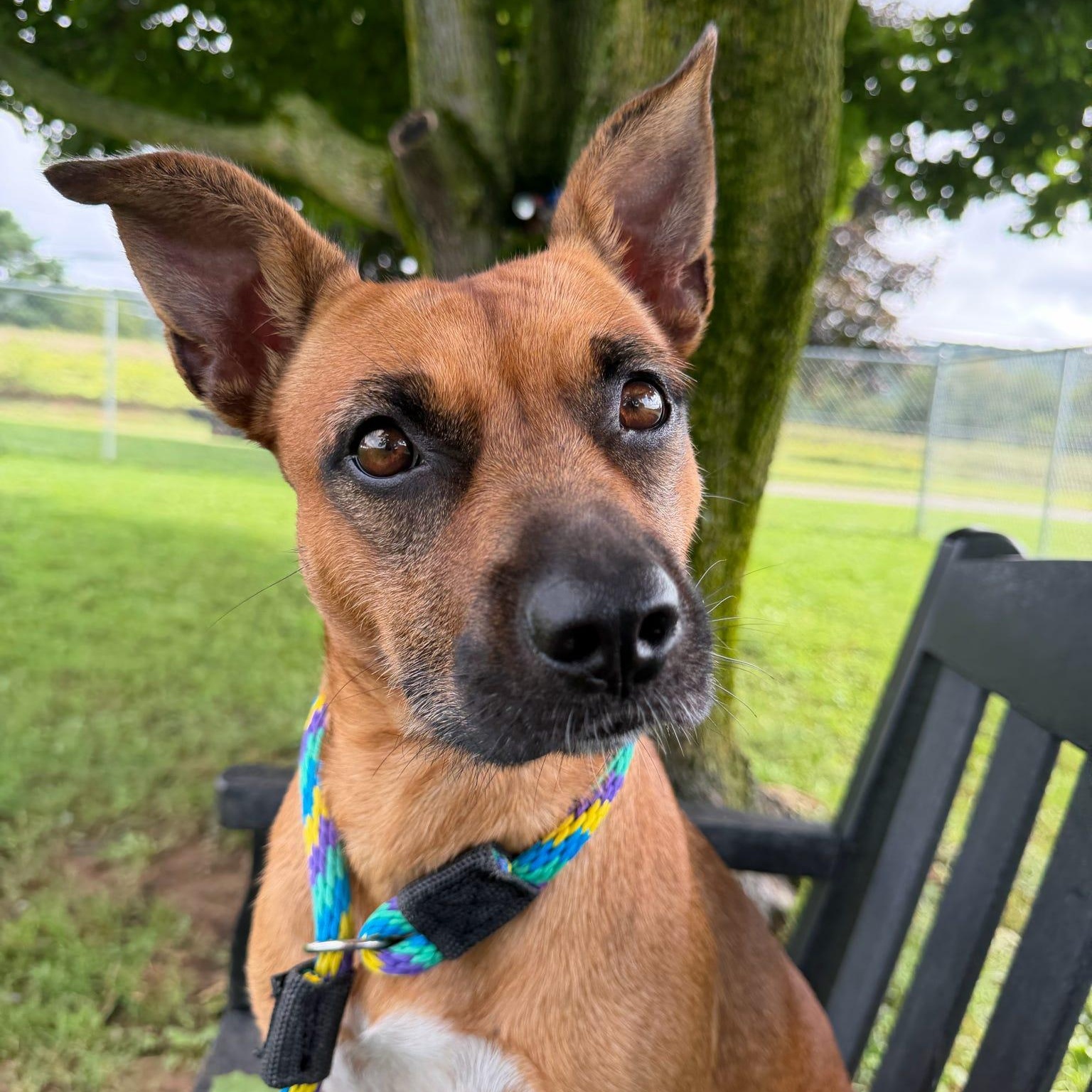 Lucy, adopted, Adult Female Mixed Breed.