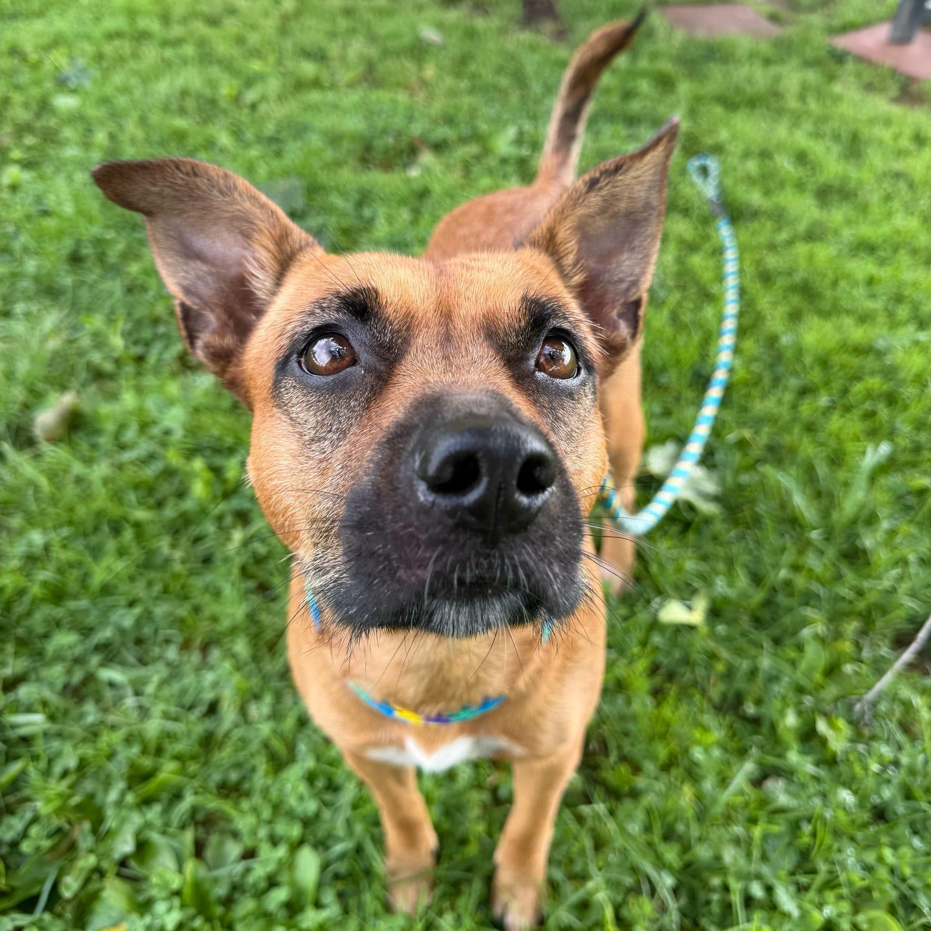 Enlarge Lucy, an adopted Mixed Breed in Danville, PA image 2/3