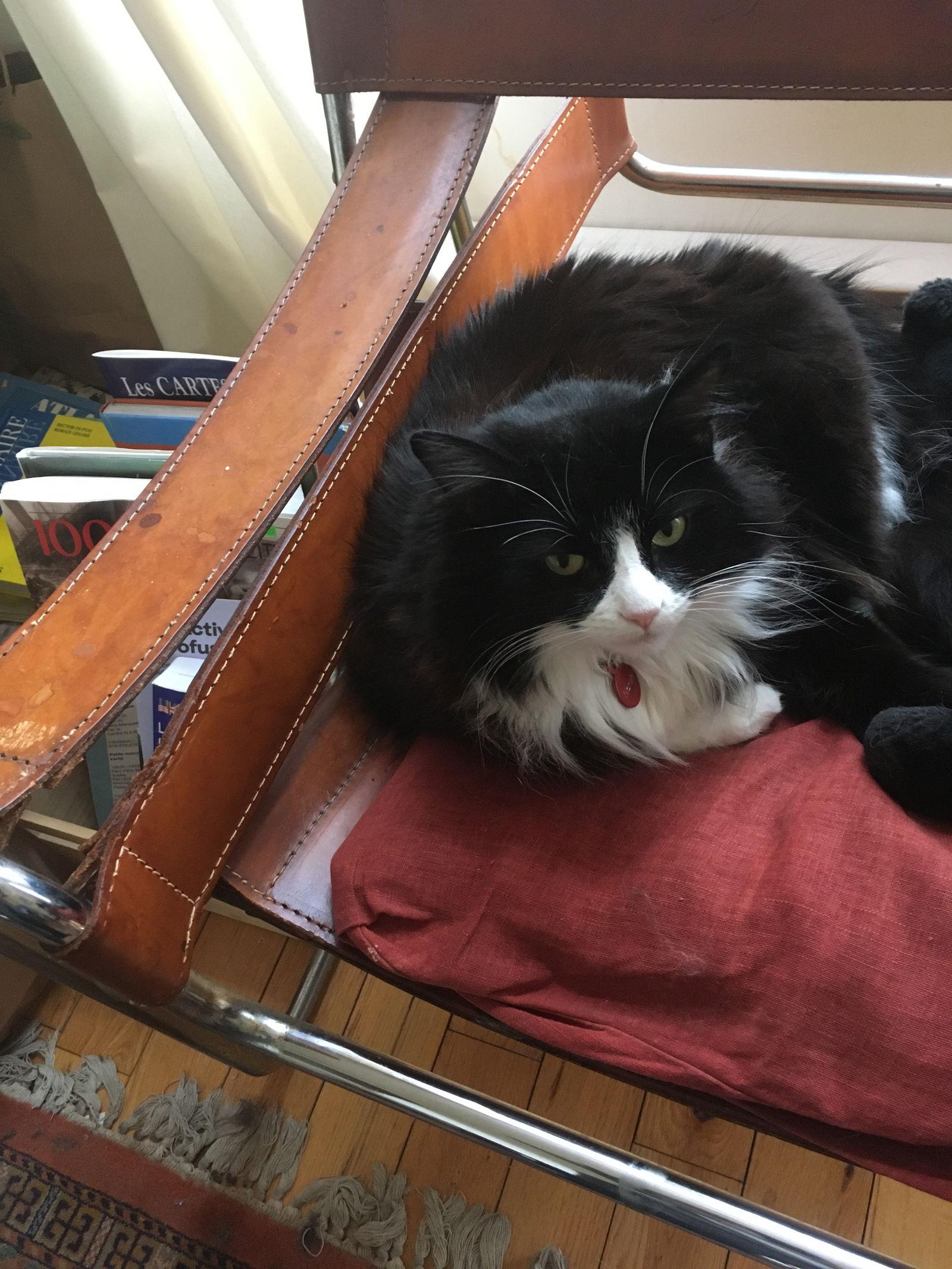 Norah, Adoptable, Adult Female Domestic Long Hair.