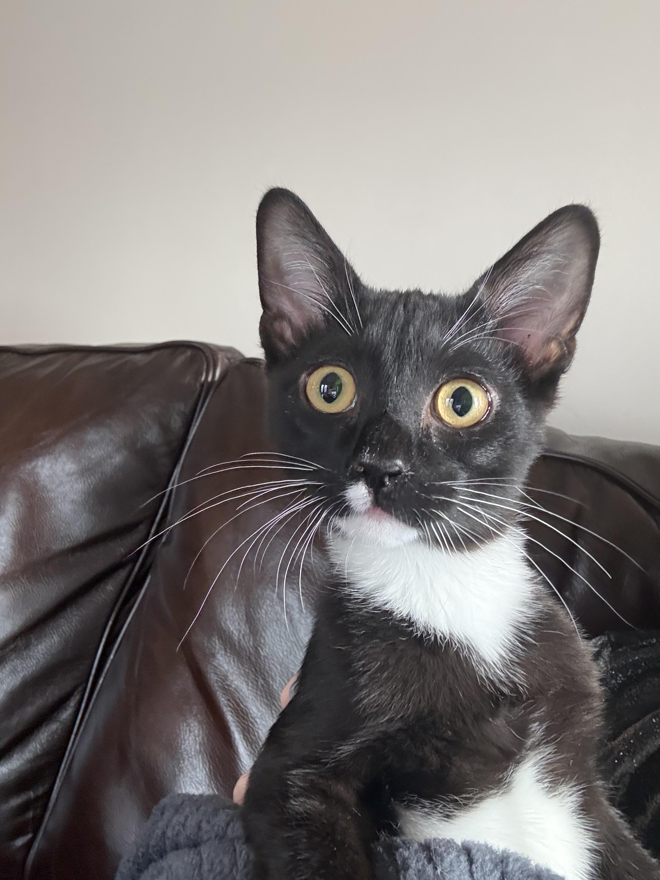 Enlarge Jules, an adopted Domestic Short Hair in Greenwood, IN image 3/3