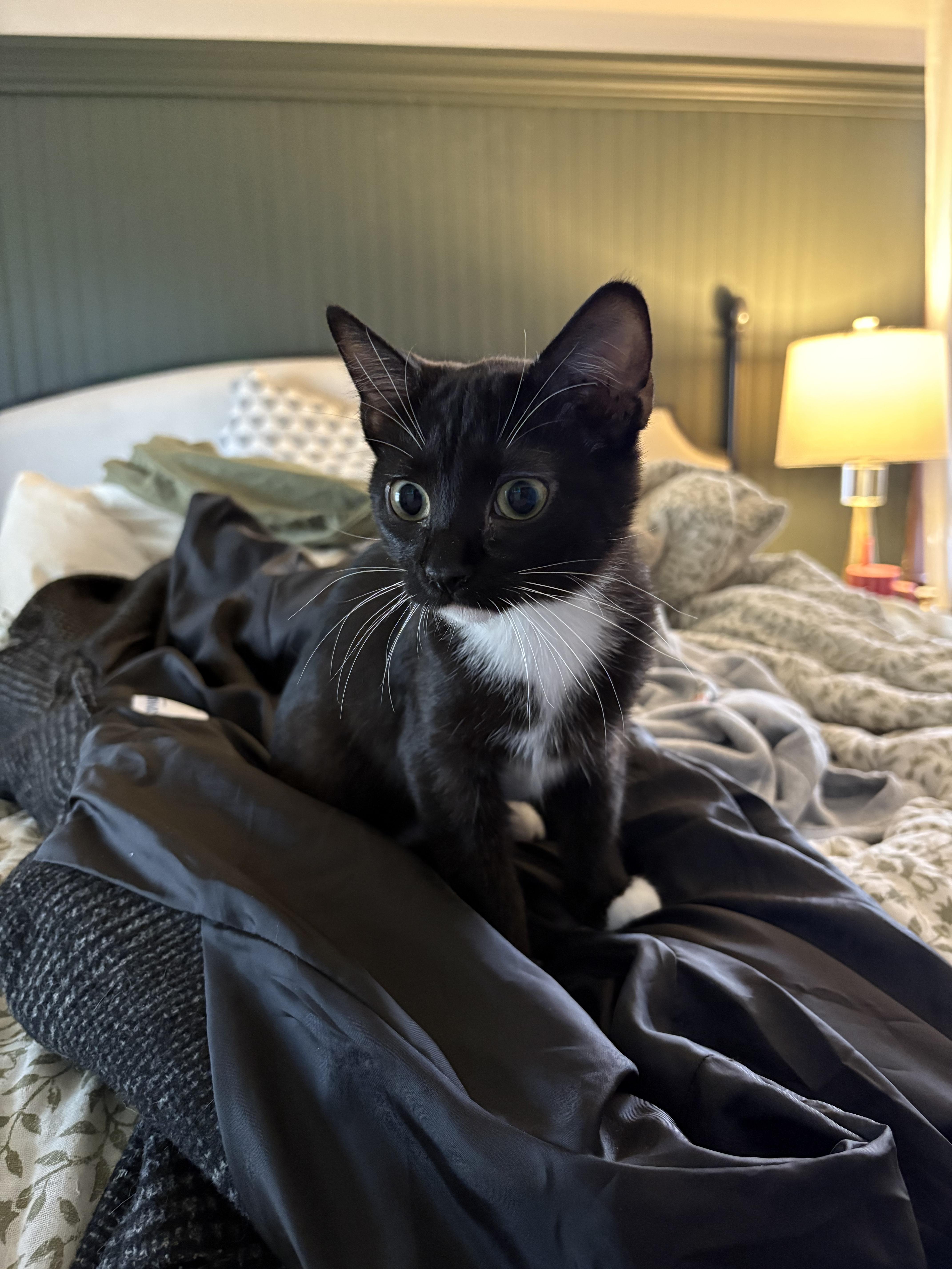 Enlarge Jules, an adopted Domestic Short Hair in Greenwood, IN image 2/3