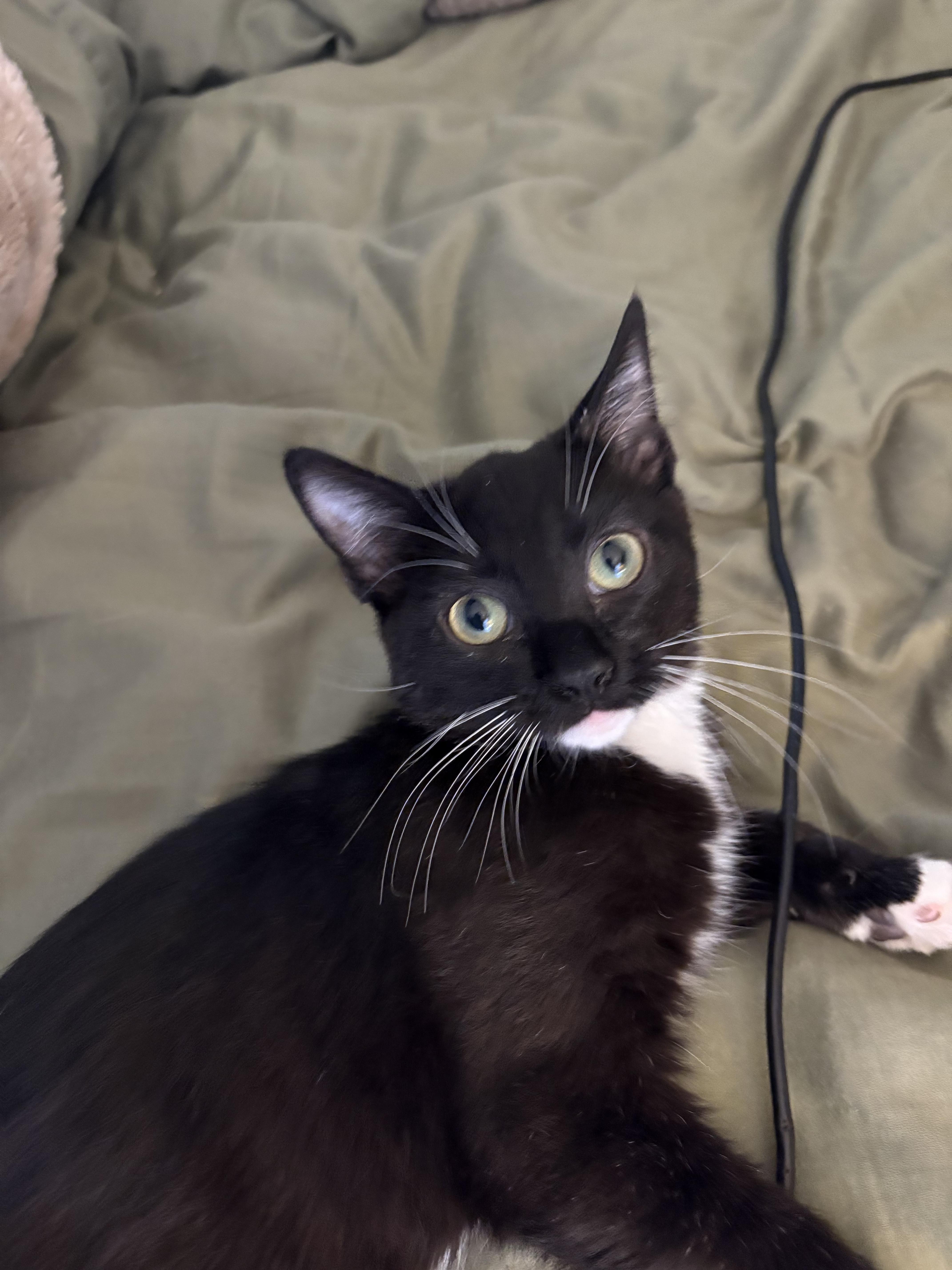 Jules, adopted, Kitten Female Domestic Short Hair.