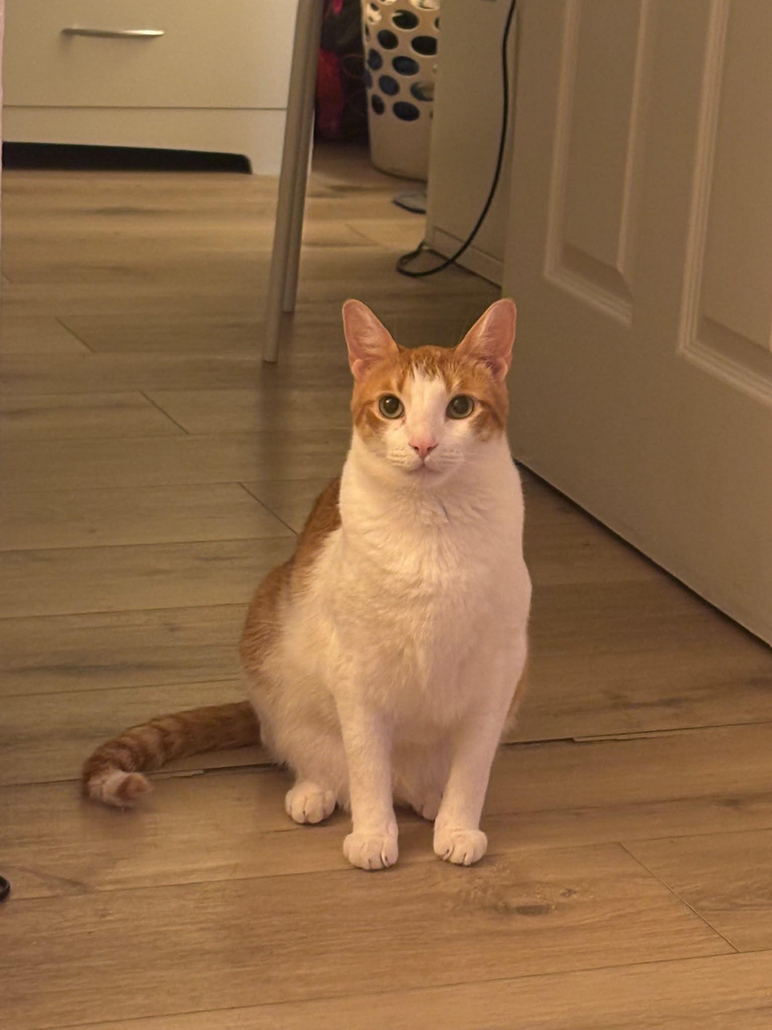 Enlarge Bustelo, a Adoptable Domestic Short Hair in Miami, FL image 1/2