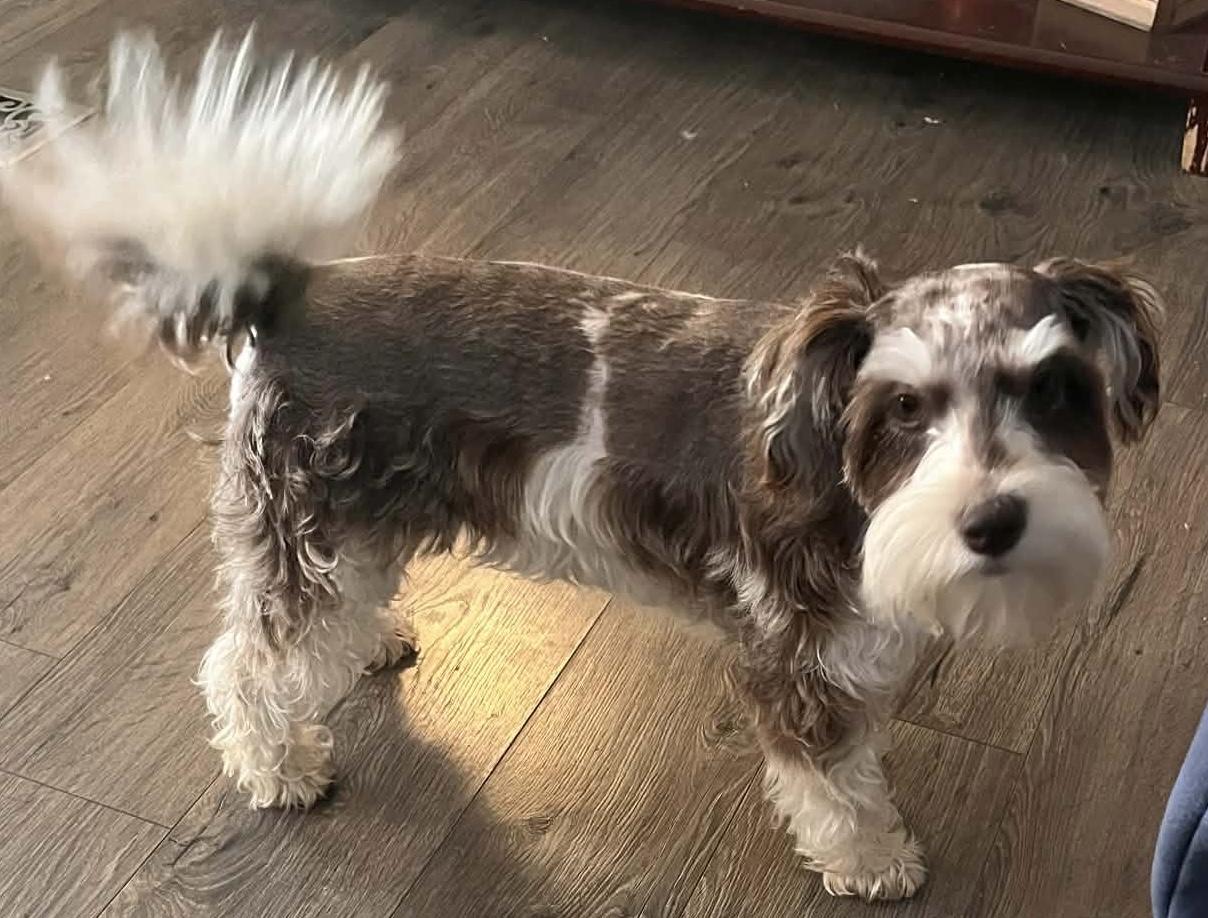 Lucy, ADOPTABLE, Young Female Miniature Schnauzer.