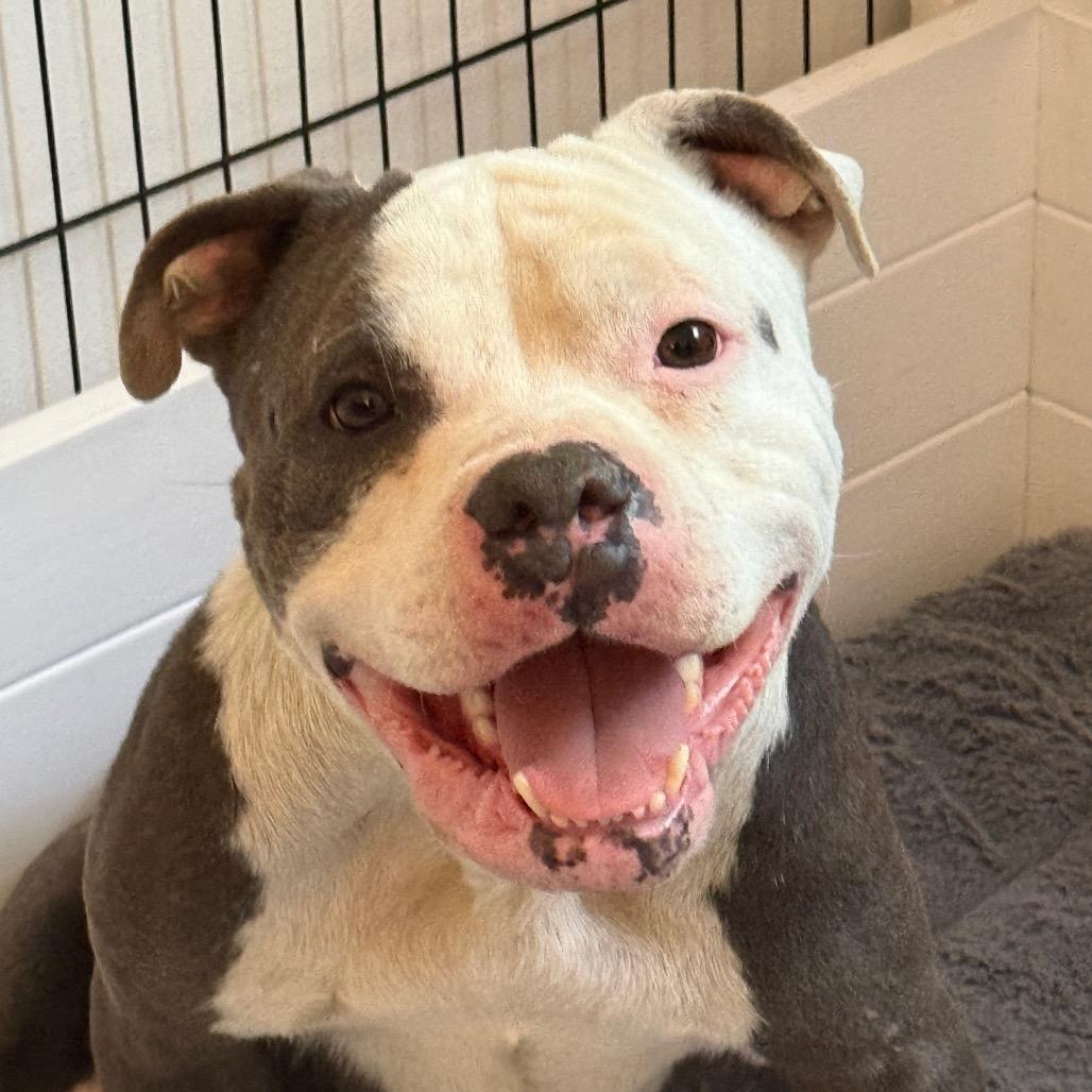 Mikaela (Shriffrin), Adoptable, Adult Female Pit Bull Terrier.