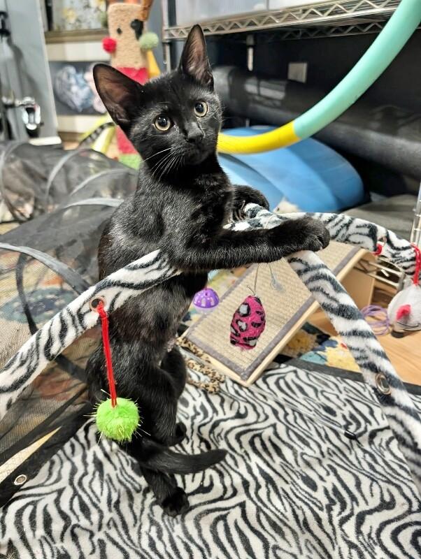 Guinness, Adoptable, Young Female Domestic Short Hair.